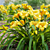 Stella De Oro Daylily Set 3D model small image 4