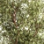 Decorative Tree & Shrub Collection 3D model small image 3