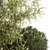 Decorative Tree & Shrub Collection 3D model small image 5