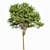  Diverse 3D Tree Models 3D model small image 5