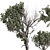 Olive Bonsai Tree Pottery Decor 3D model small image 3