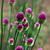 Sphaerocephalon Allium 3D Models Bundle 3D model small image 5