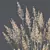 Mexican Feather Grass 3D Models 3D model small image 4