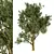 Exotic Acacia Tree Model 3 3D model small image 1