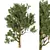 Exotic Acacia Tree Model 3 3D model small image 3