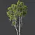 Premium Castanea Sativa 3D Models 3D model small image 2