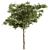 Alpine Laurel Tree Set 208 3D model small image 1