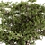 Alpine Laurel Tree Set 208 3D model small image 2