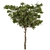 Alpine Laurel Tree Set 208 3D model small image 4