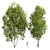 Modern Acer Saccharinum 3D Models 3D model small image 1