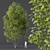 Modern Acer Saccharinum 3D Models 3D model small image 2