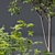 Modern Acer Saccharinum 3D Models 3D model small image 3