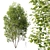 Modern Acer Saccharinum 3D Models 3D model small image 4