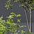  Dual Tree 3D Models Bundle 3D model small image 2