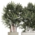 Modern White Plant Collection with Rhapis Palm 3D model small image 2