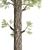 High-Quality Pine Trees Collection 3D model small image 2