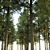 High-Quality Pine Trees Collection 3D model small image 3