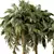 Exotic Palm Tree 3D Model 3D model small image 2