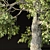 PBR Tree Landscape Asset Vol.229 3D model small image 3