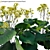 Variegated 3D Plant Models Pack 3D model small image 4