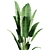 Tropical Indoor Banana Plant 3D model small image 2