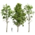 Forest Tree 3D Models Bundle 3D model small image 1