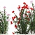 Modern White Planter Rose & Red Oleander Set 3D model small image 5