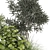Corona Outdoor Bush Plants Set 3D model small image 4