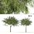 Emirates Ghaf Trees 3D Model 3D model small image 1