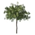 Emirates Ghaf Trees 3D Model 3D model small image 7