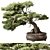Mini Bonsai Tree 584 3D model small image 1