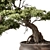 Mini Bonsai Tree 584 3D model small image 3