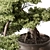 Mini Bonsai Tree 584 3D model small image 4
