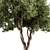 RedGum Tree Set - 216 3D model small image 2