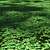 Lush Clover Lawn Asset Kit 3D model small image 5