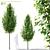 Chanticleer Pear Tree 3D Models 3D model small image 1