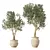 Lush Olive Tree Indoor Decor 3D model small image 2