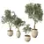 Lush Olive Tree Indoor Decor 3D model small image 4