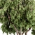 Peppertree Tree Set: Elegant Home Decor 3D model small image 2
