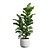 Exotic Ficus Variety Pack 3D model small image 4