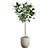 Exotic Ficus Variety Pack 3D model small image 6