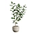 Exotic Ficus Variety Pack 3D model small image 7