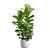 Ficus Lyrata Jungle Delight 3D model small image 1