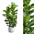 Ficus Lyrata Jungle Delight 3D model small image 2