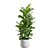 Ficus Lyrata Jungle Delight 3D model small image 6