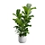 Ficus Lyrata Jungle Delight 3D model small image 7