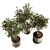 Modern Plant Collection Set 19 3D model small image 5