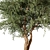 Tree Vol 12 3D Model 3D model small image 2