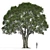 Stone Oak Tree Model 2014 3D model small image 2