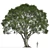 Stone Oak Tree Model 2014 3D model small image 3